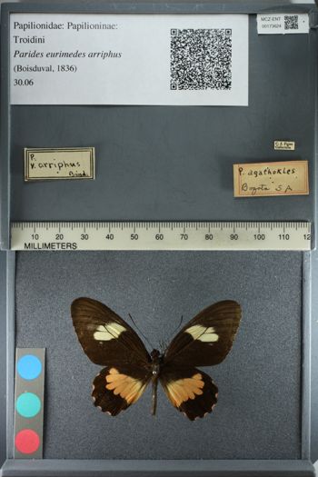 Media type: image;   Entomology 173624
